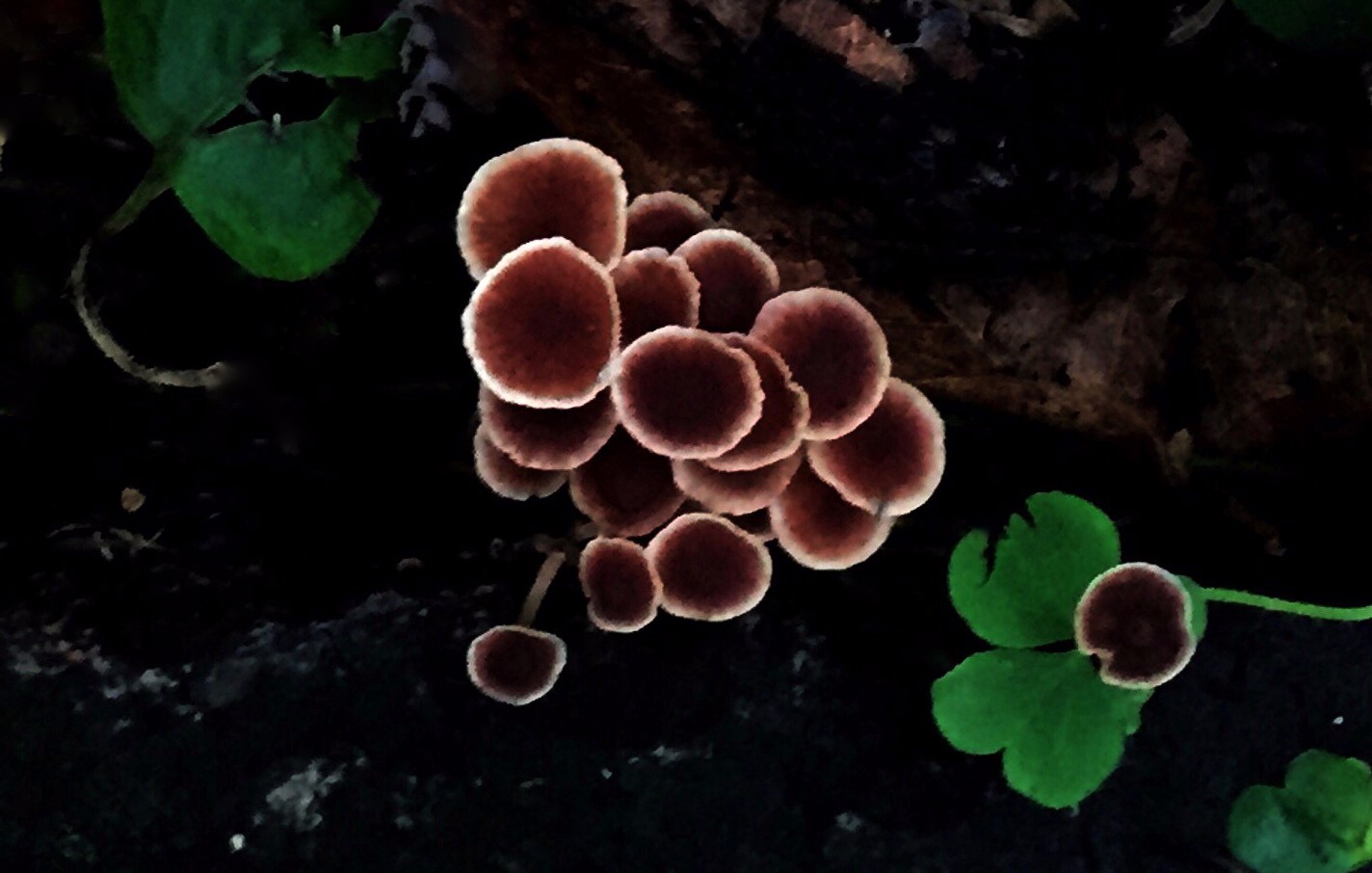 美丽的蘑菇像一朵朵花