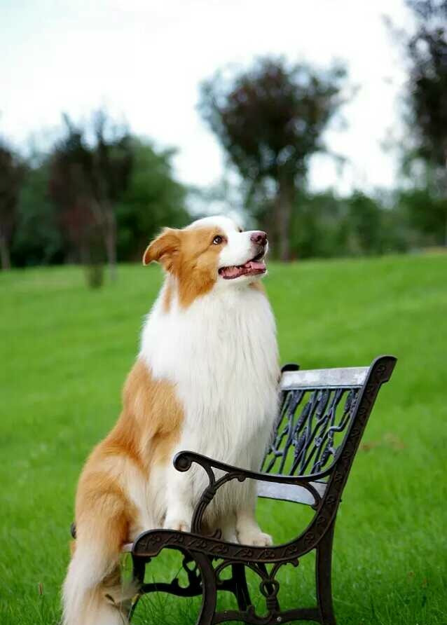 摄影,爱犬,超赞|爱犬|摄影|华华_新浪新闻