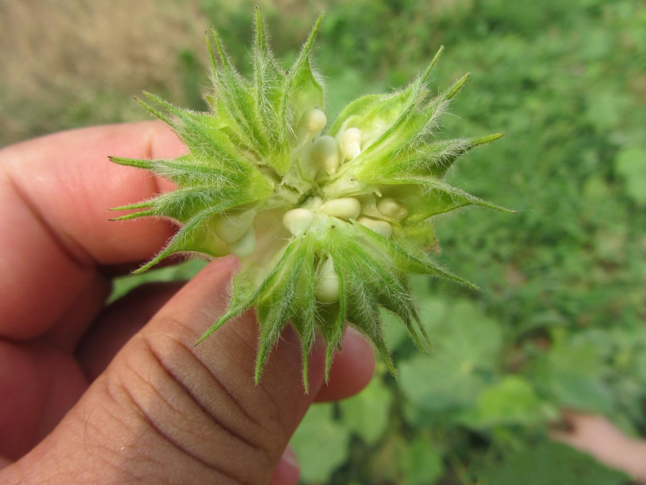 农村|麻子|野草_新浪新闻