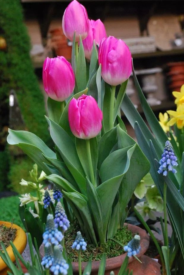 春天正开花灿烂的几种球茎花卉,适合种院子和盆栽的开花植物