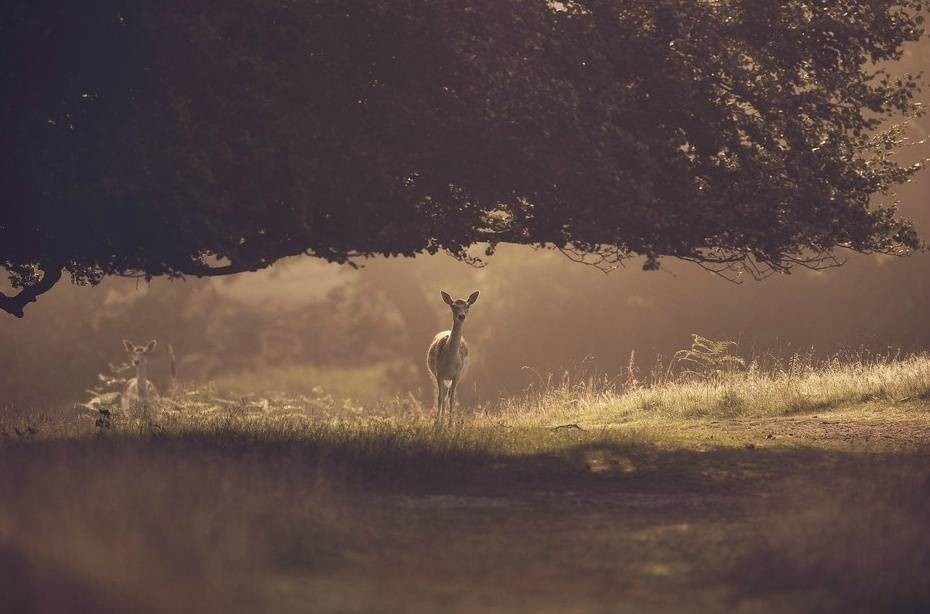 迷雾森林里的鹿精灵