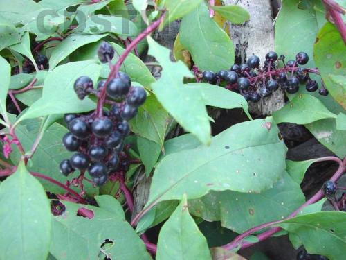 夏天到了治脚气就用它,这种野草专治脚气,效果明显药效强|脚气|商陆