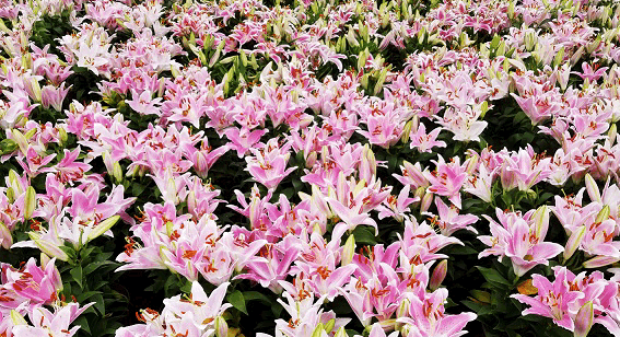 2018深圳百合花节门票,中秋国庆双节10万株花朵炫丽绽放