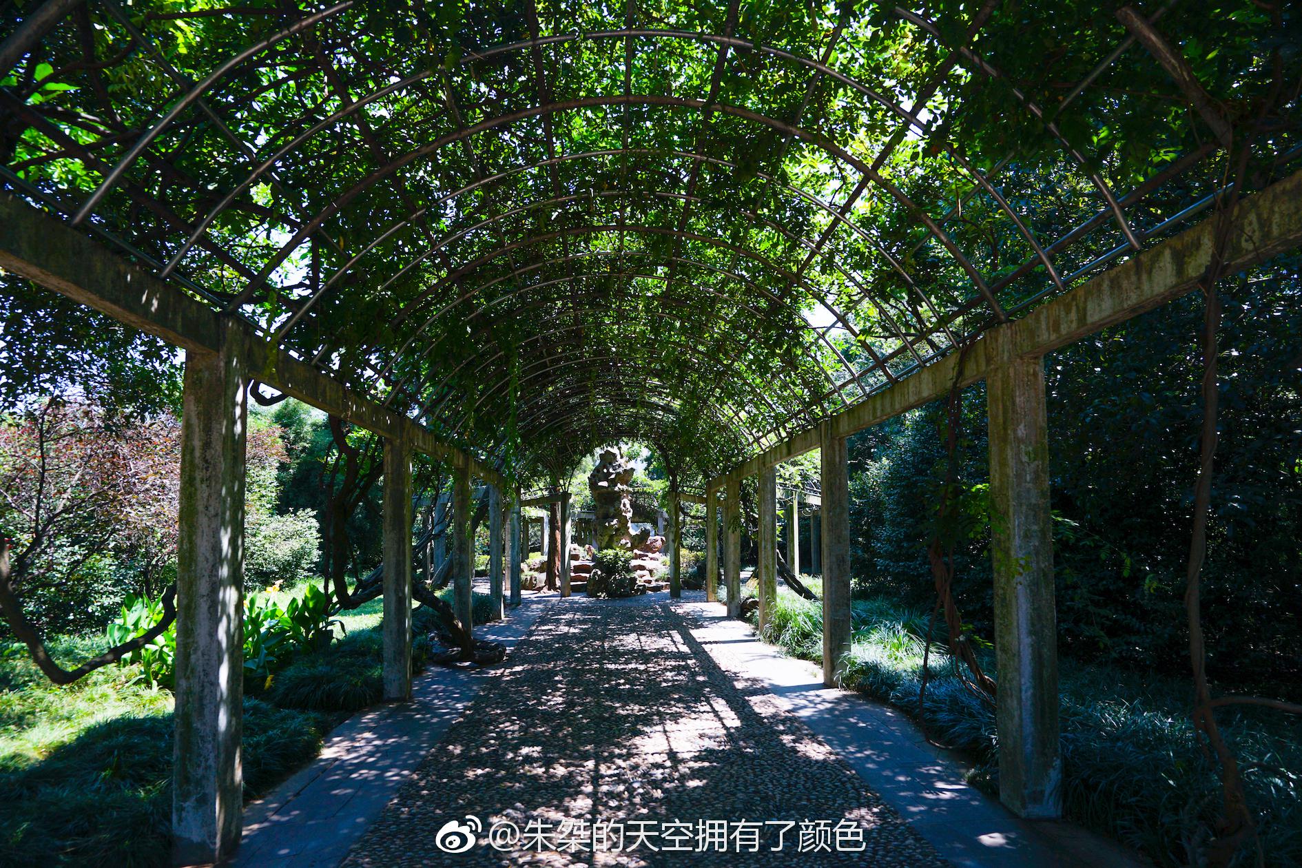 无锡梅园这里的虬枝倒悬、枯树老干的古梅树承载着历史的变迁|梅园|古梅|虬枝|变迁|无锡_新浪新闻