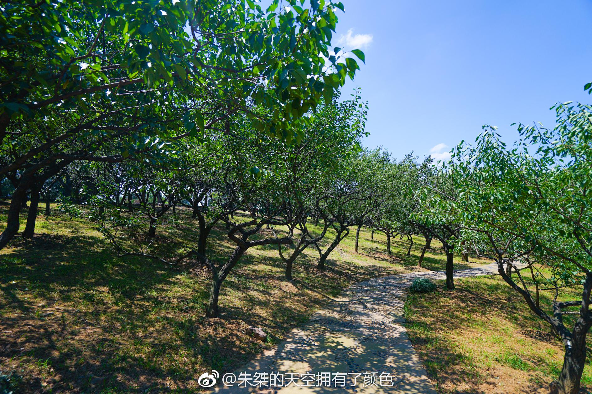 无锡梅园这里的虬枝倒悬、枯树老干的古梅树承载着历史的变迁|梅园|古梅|虬枝|变迁|无锡_新浪新闻