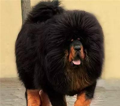 到底藏獒和松狮哪种更厉害?