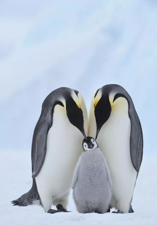 企鹅|亲子|幼崽_新浪新闻