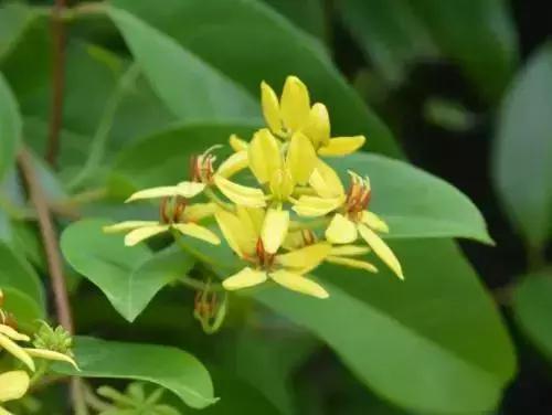 果实|喷瓜|凤仙花_新浪新闻