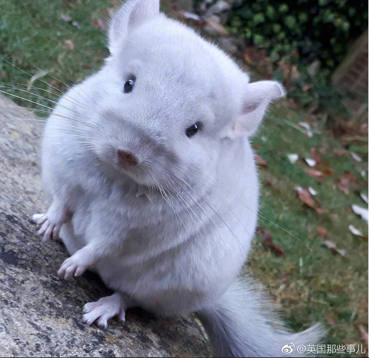 小绒鼠.简直就是一个行走的呆萌.ins