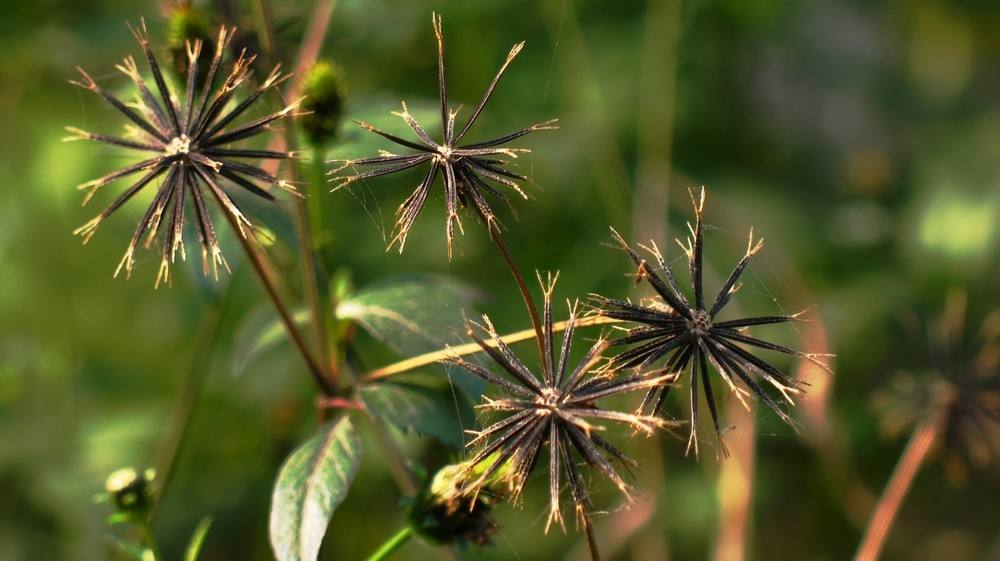 农村4种"恶草",喜欢粘人身上,农民见了就烦,却有人用来发财