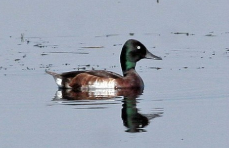 极危鸟类青头潜鸭 你认识吗