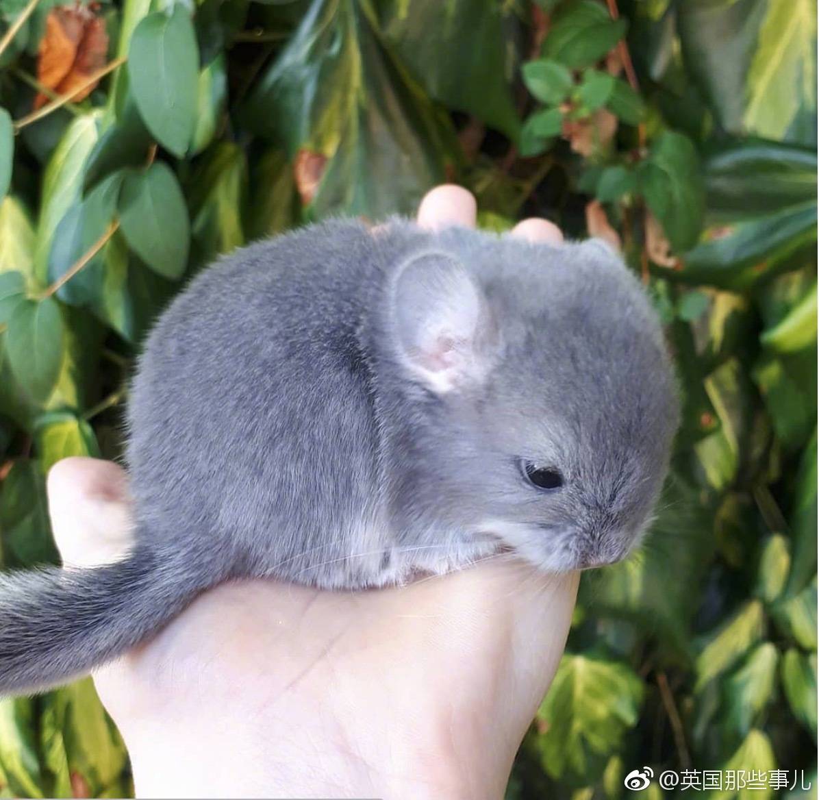 小绒鼠.简直就是一个行走的呆萌.ins