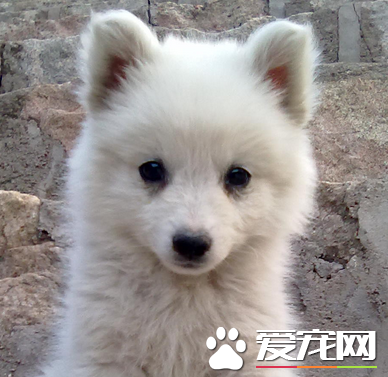 如何饲养银狐犬 用幼犬狗粮或者幼犬羊奶粉喂狗