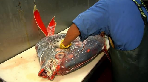 这条50斤的"月亮鱼"可真肥,切出来的肉比金枪鱼好,嫩得像豆腐