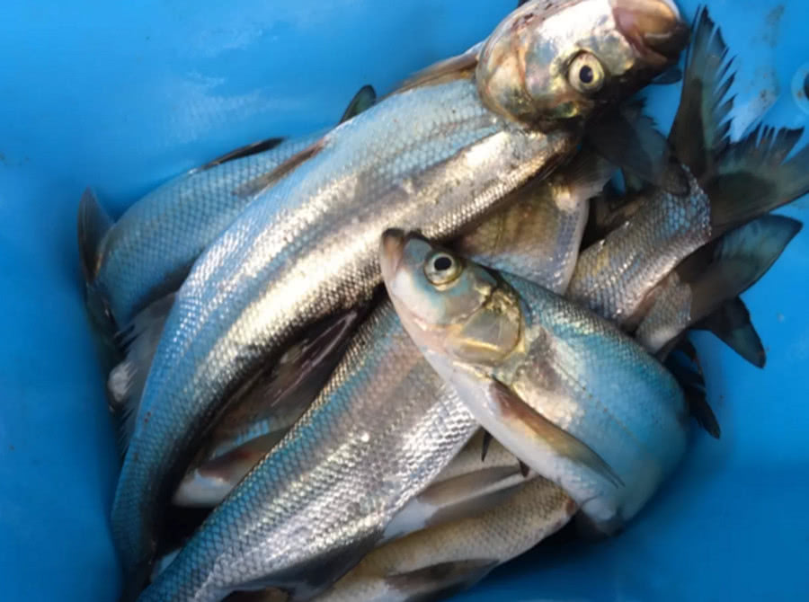 五一过后泸州山水野钓场路翘嘴2小时中鱼10多尾