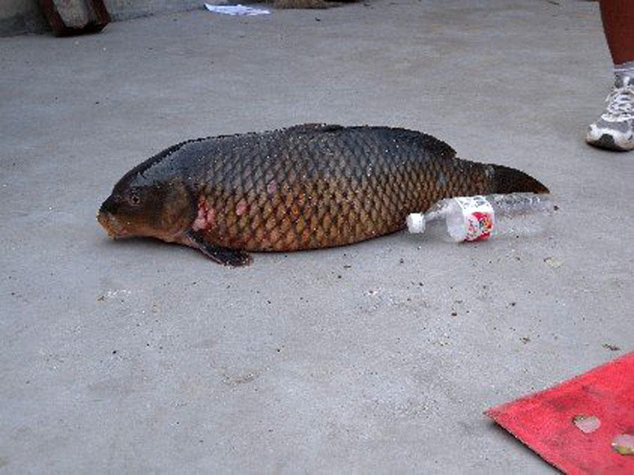 钓鱼人用了40分钟把一条接近1米长的大鲤鱼溜翻