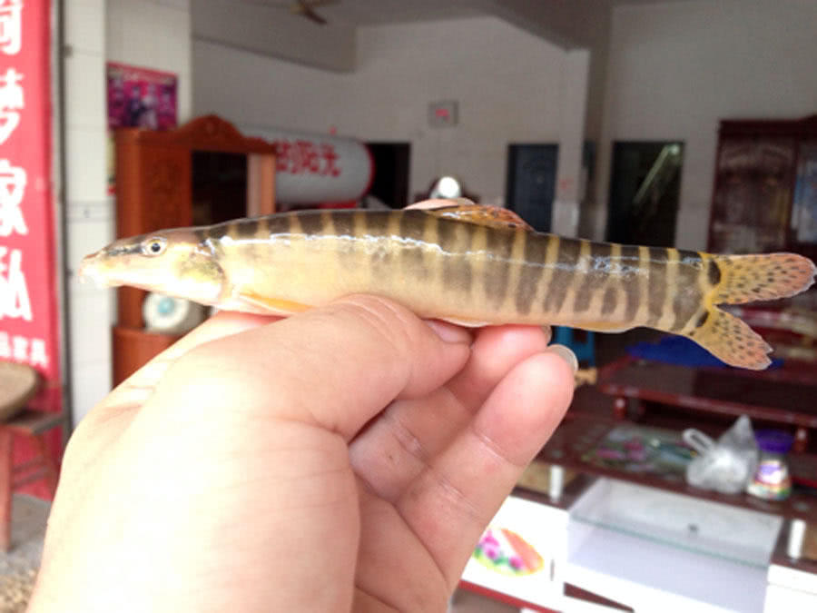 短短的身材胖胖的身体全身布满花纹此鱼名叫花泥鳅