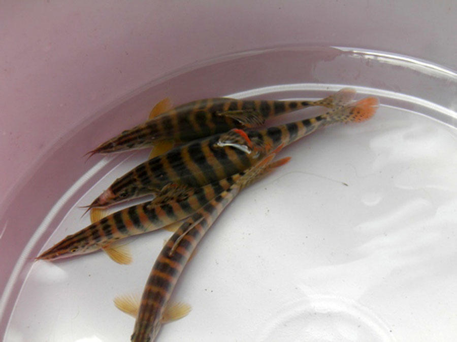 短短的身材,胖胖的身体,全身布满花纹,此鱼名叫"花泥鳅"