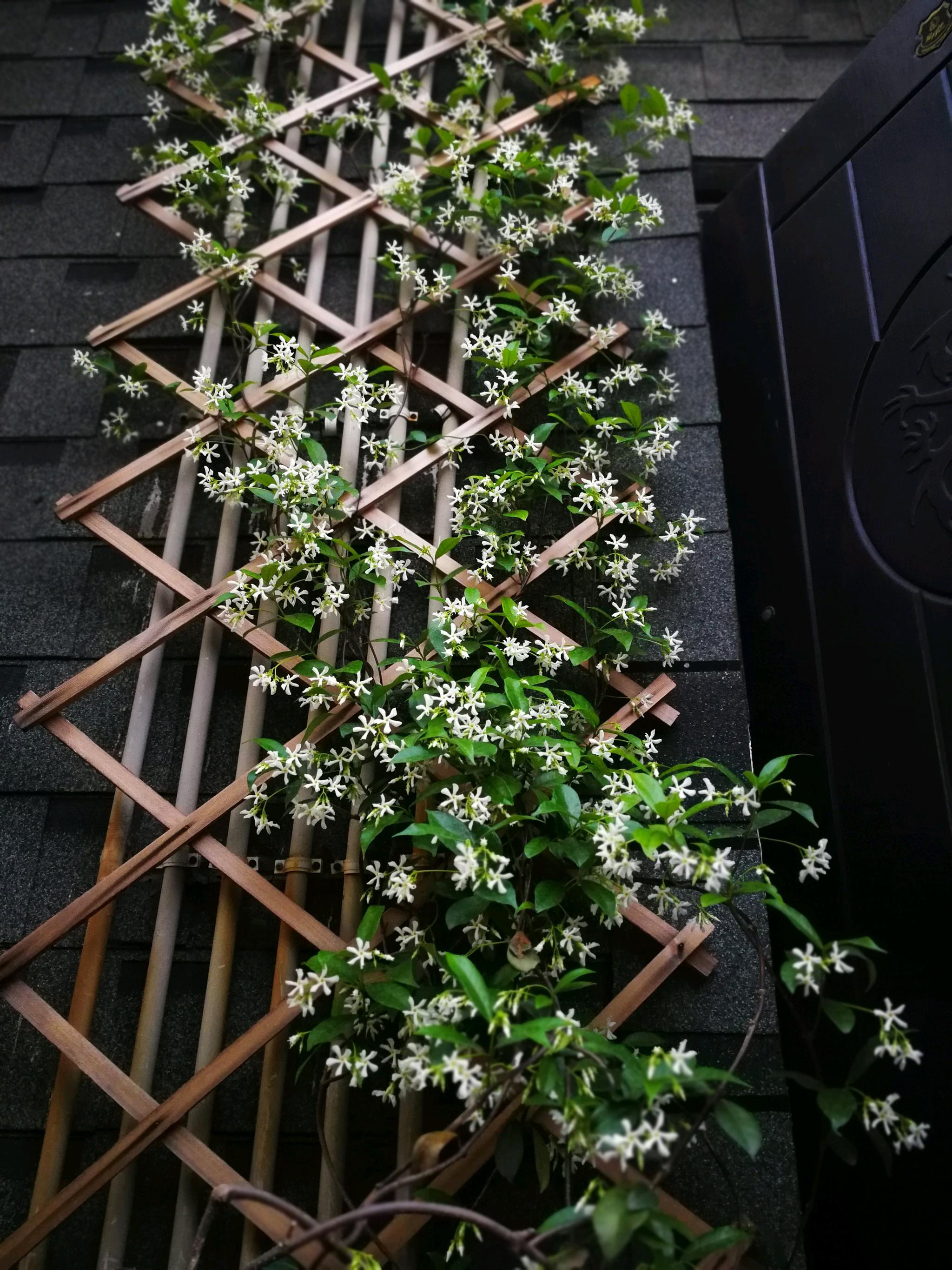 此藤本植物很耐寒,北方也能露养,花朵漂亮,极其芳香,值得拥有