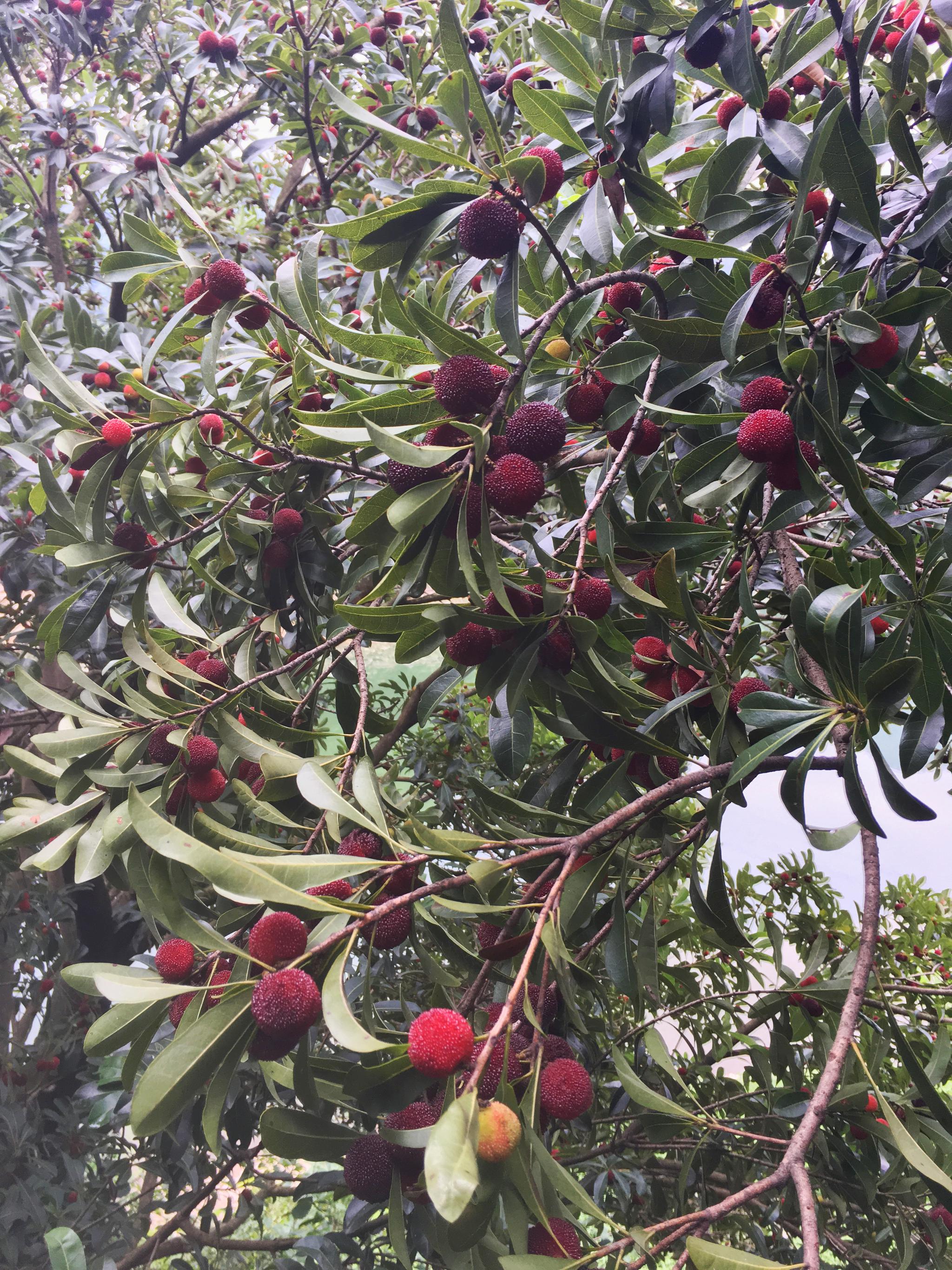 遵义的杨梅熟了快点约起一路打牙咪