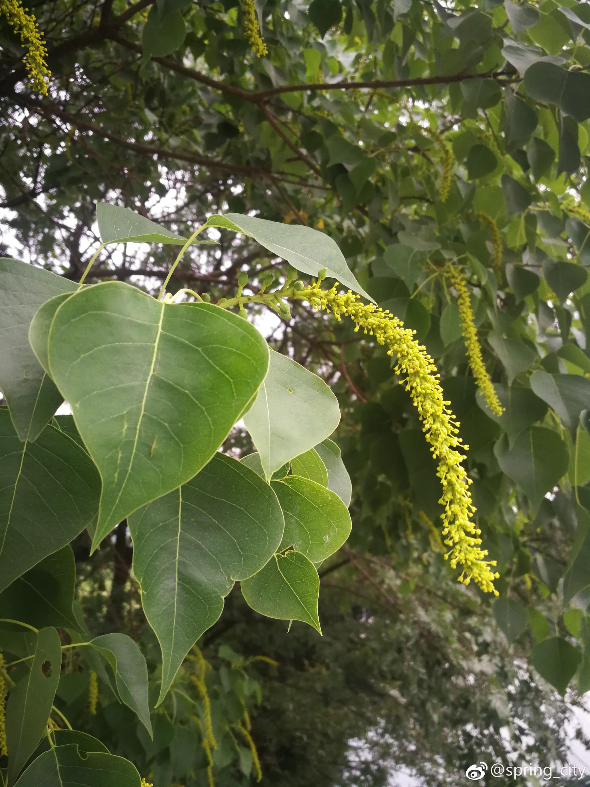 乌桕大戟科乌桕属落叶乔木别称腊子树桕子树木子树