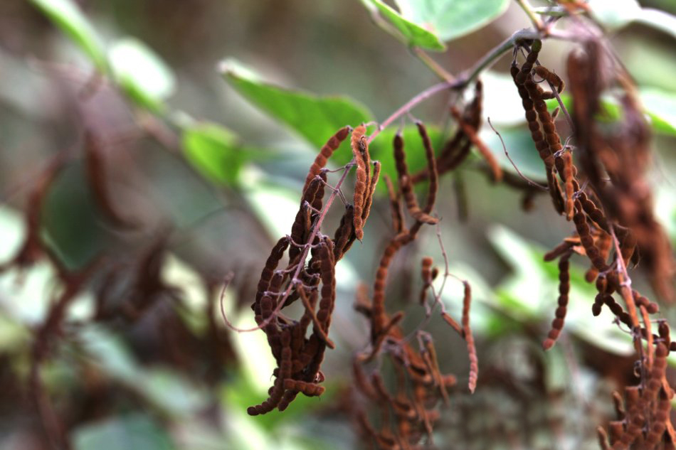 农村4种"恶草",喜欢粘人身上,农民见了就烦,却有人用来发财