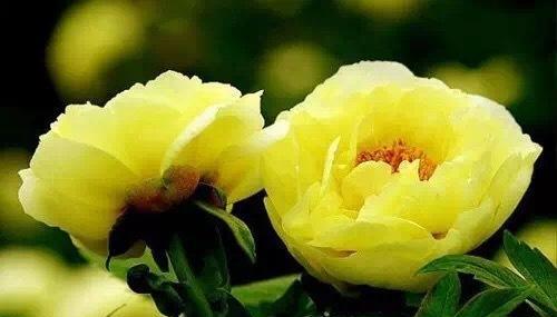 稀世珍品黄牡丹,在这里就能轻松拥有!