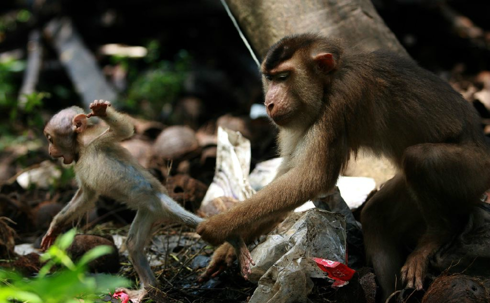 猴妈妈,想逃出我的手掌心你还嫩儿点|后腿|小猴|苏门答腊岛_新浪新闻
