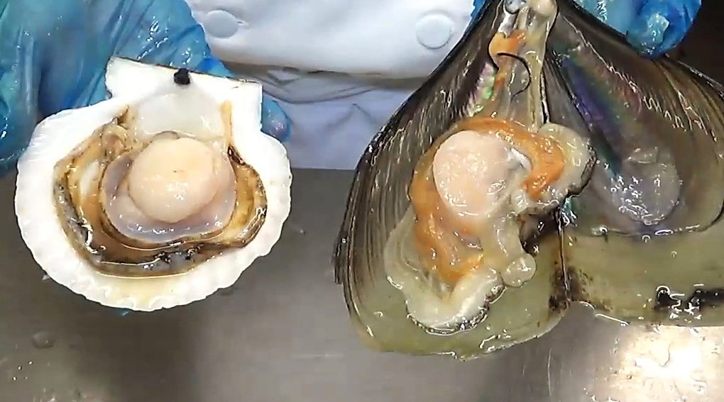 海鲜知识——带子与元贝(扇贝)的区别,及如何宰杀清理,by hket 美.