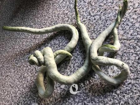 远看像蛇,近看像丝瓜,这个溧阳蔬菜你见过吗?