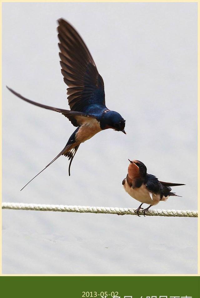 「明月楹联」七字对联,上联"紫燕翩翩翻细雨",请对下联