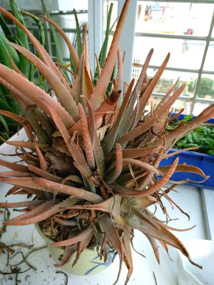 吊兰|花盆|凤仙花_新浪新闻