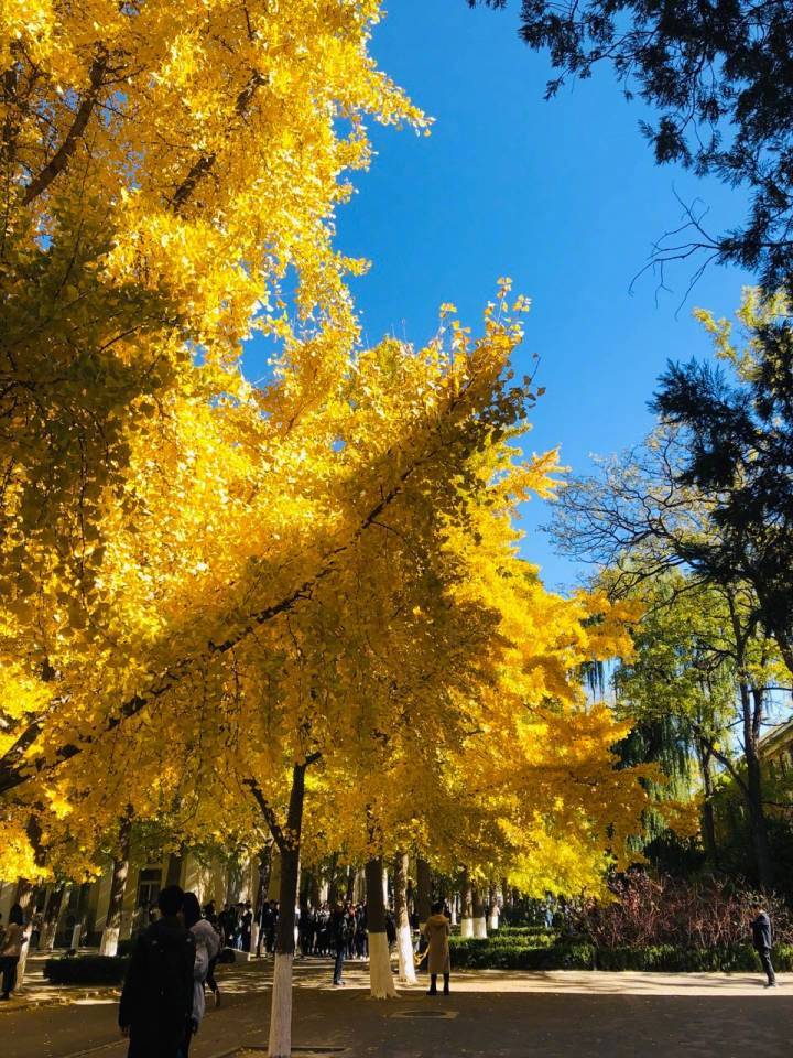 今年份的北京科技大学银杏大道已经逐渐进入最美的状态栀zi夏