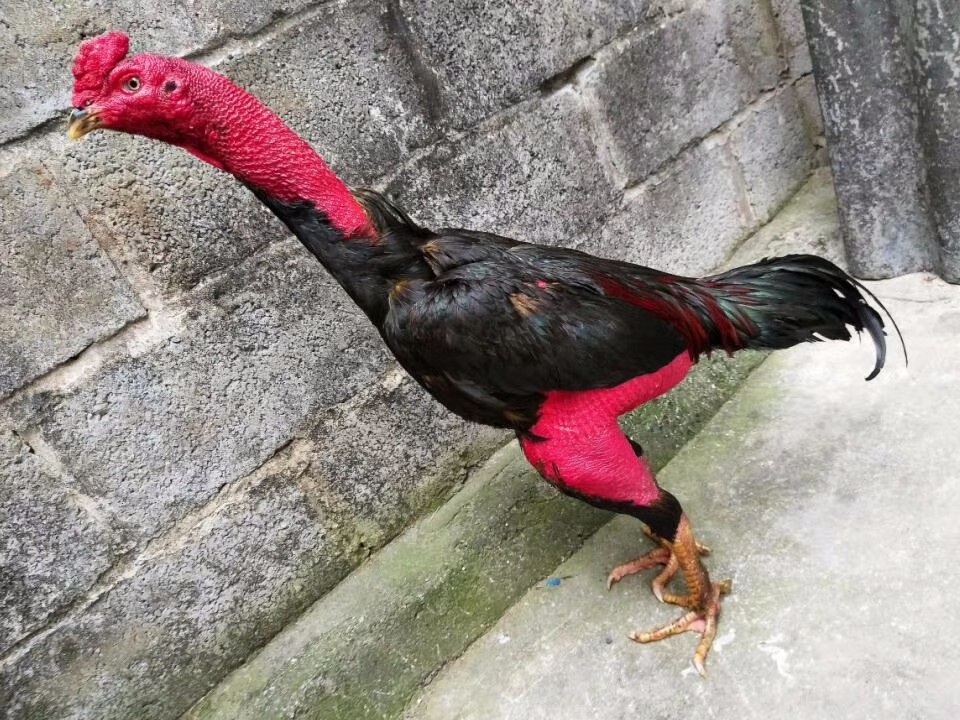 两斤左右的越南鬼子斗鸡苗多少钱一只丨鬼子斗鸡苗价格