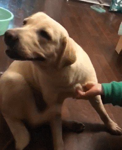 铲屎官挠拉拉痒痒,可以进来看看这篇文章|铲屎官|狗狗|痒痒肉_新浪