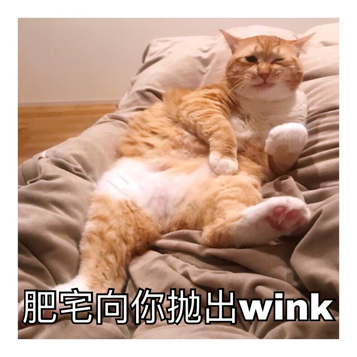 着一份说不清的萌没忍住给它做了几张表情 67真的好喜欢肥宅猫gunai