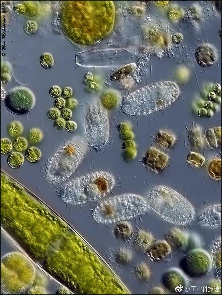 一滴水的世界微生物