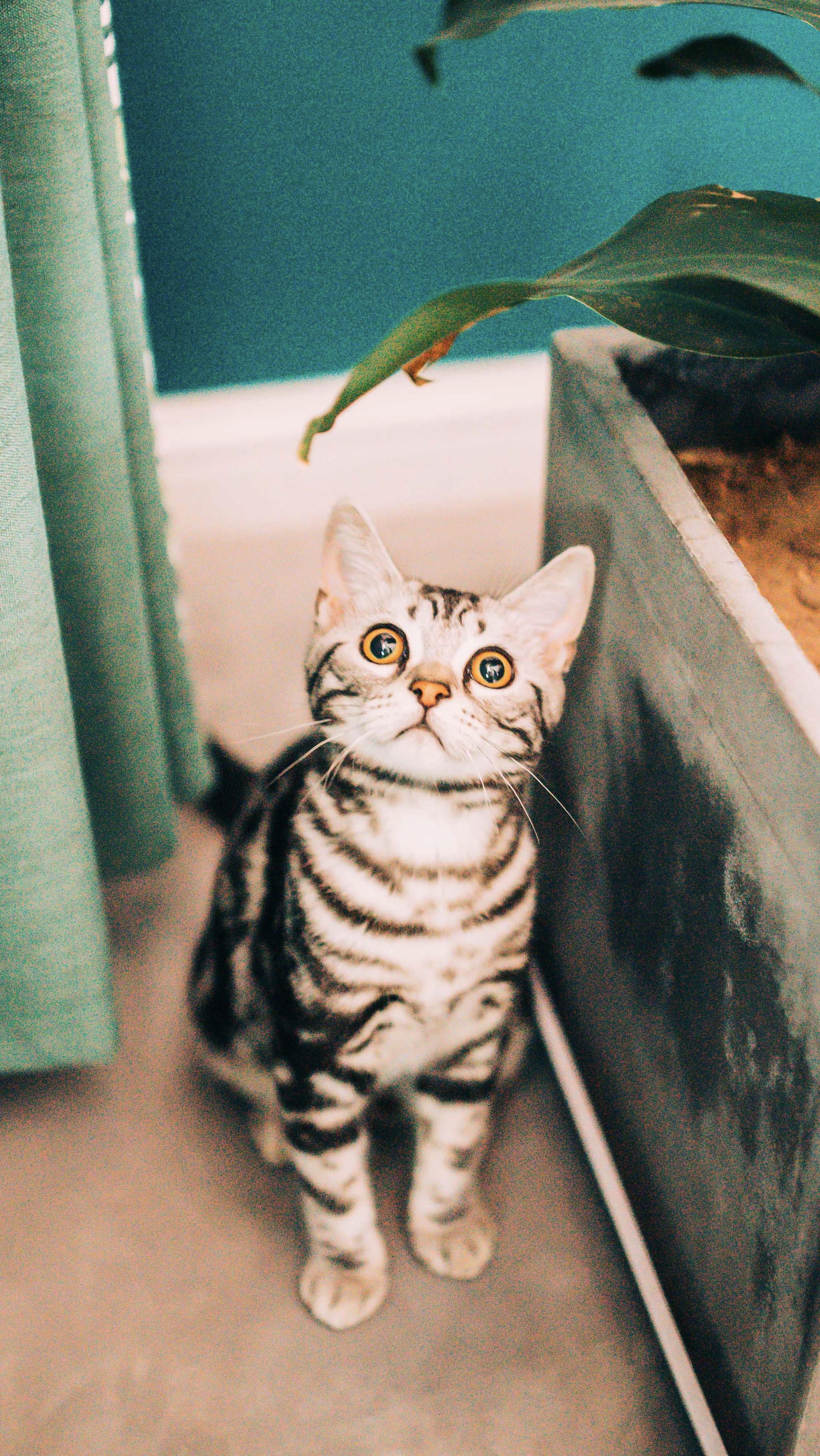 客人的小猫咪无水印壁纸随拍