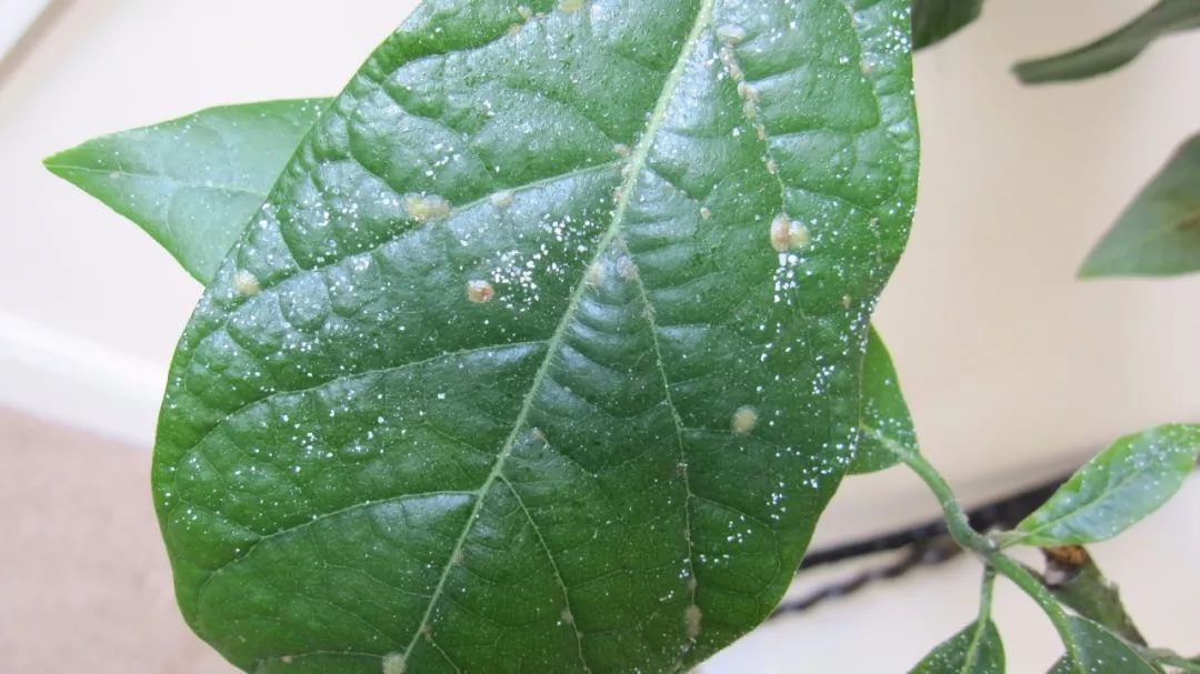 室內植物的葉片上有粘稠的粘液的原因輕鬆去除花卉上的膩蟲