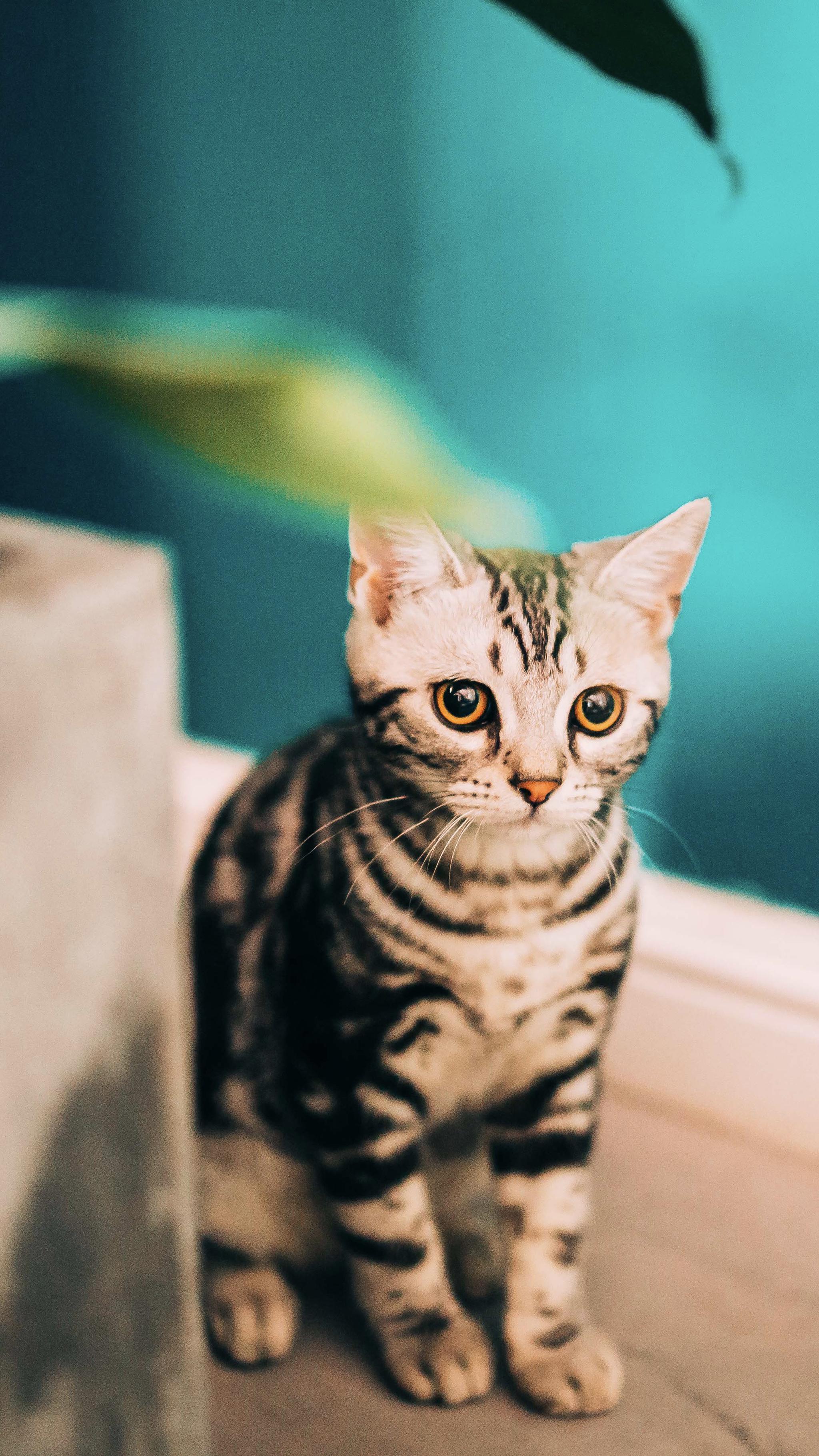 客人的小猫咪无水印壁纸随拍