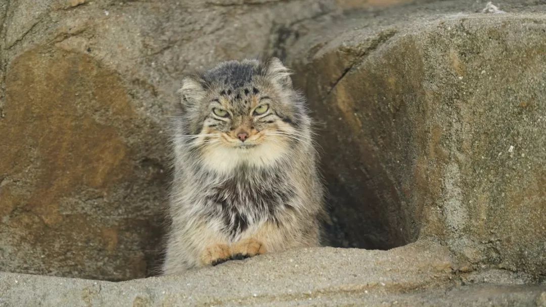 兔狲堪称动物界的表情包扛把子,不接受任何反驳|兔狲|表情包|藏狐