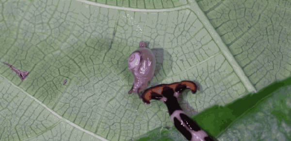 笄蛭涡虫捕食蜗牛啊~我的眼睛!