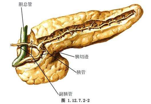 “癌中之王”胰头癌怎么应对?最新治疗方案,存活率提高8倍|胰腺癌|胰头癌|外科_新浪新闻
