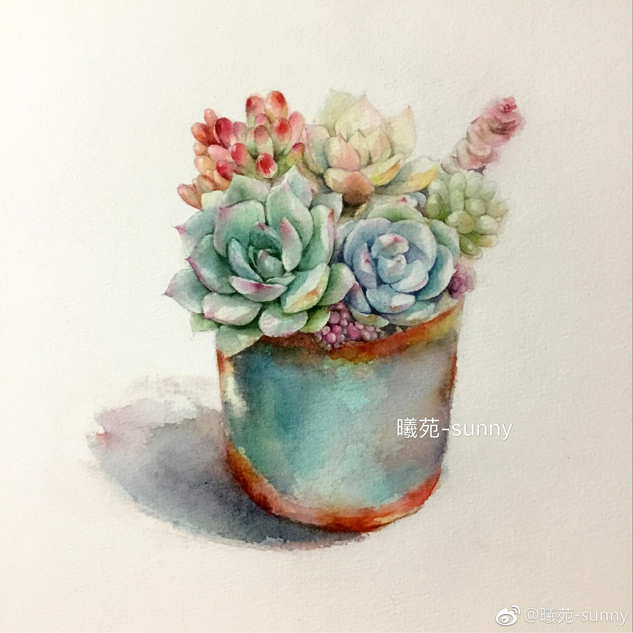 水彩多肉作者(_新浪看点