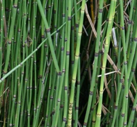 在田边看到这种竹子草,不要浪费,它对治疗牛皮藓有奇效_新浪看点