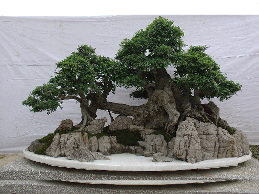 假山盆景该怎么养护细节决定一切