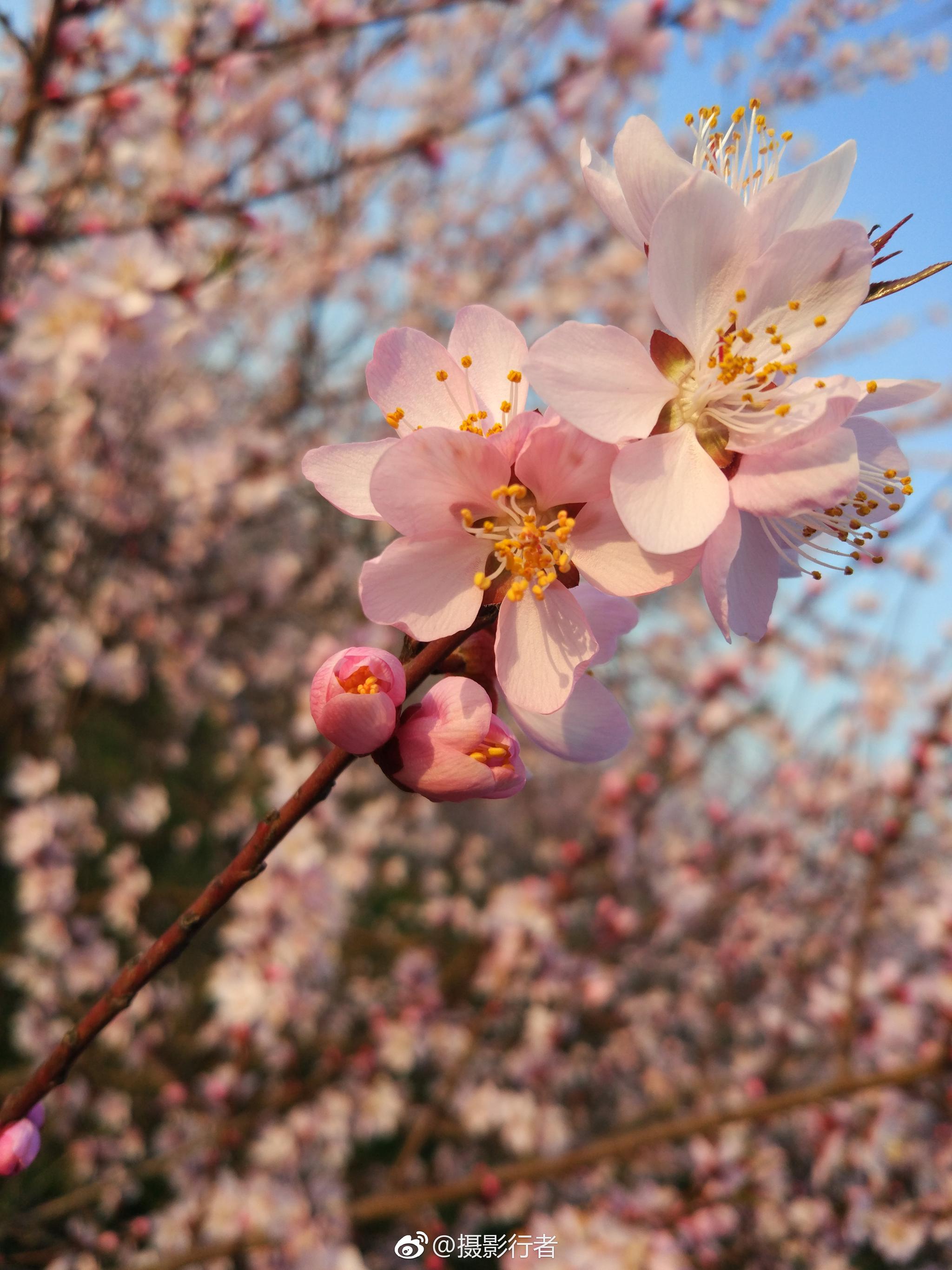 蝴蝶为花醉,花却随风飞
