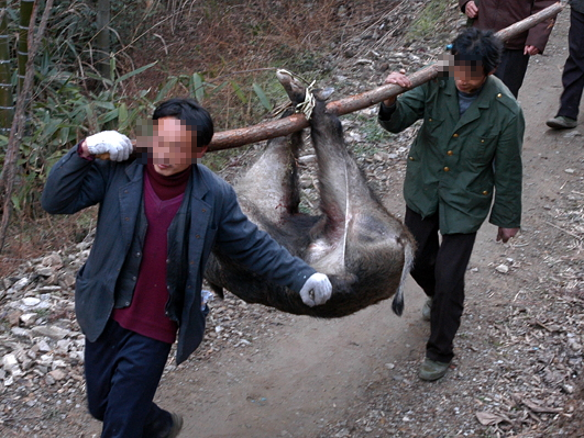 第二天,村民把野猪抬回村子里面,大家围观这个罪魁祸首!
