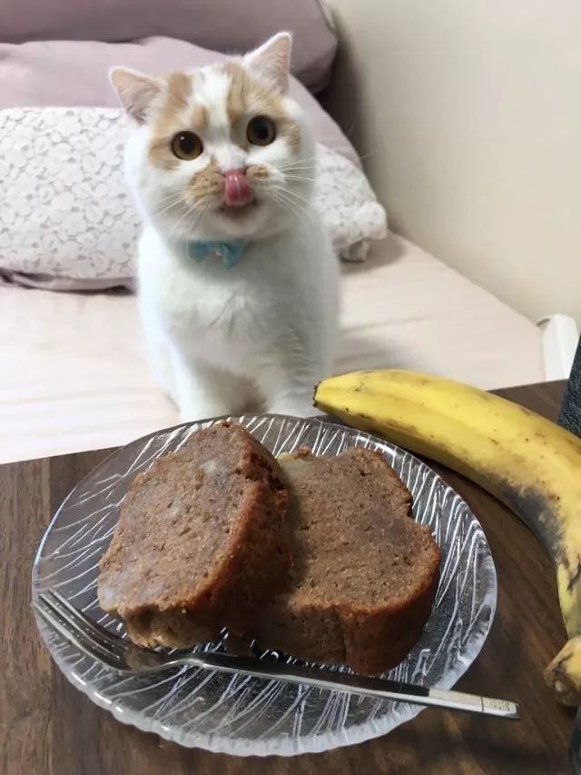 馋嘴猫看着一桌好吃的直想伸手,网友笑喷