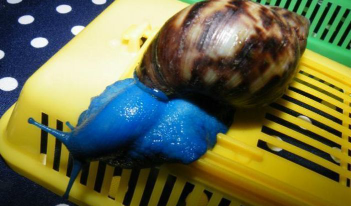 小时见的蜗牛只一种颜色,现在却五颜六色,不觉得好看反而瘆得慌_新浪